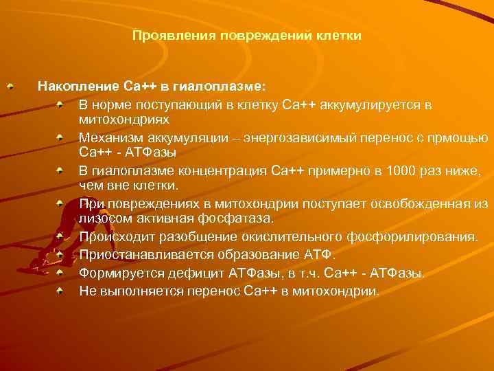 Проявления повреждений клетки Накопление Са++ в гиалоплазме: В норме поступающий в клетку Са++ аккумулируется