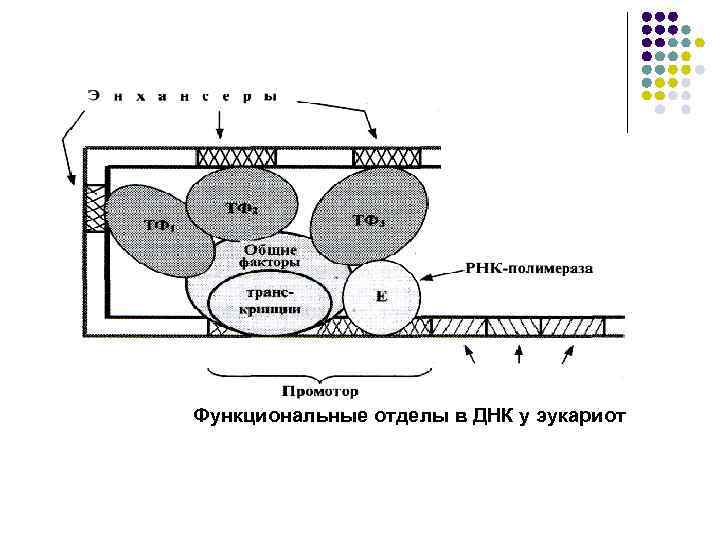 Строение днк эукариот