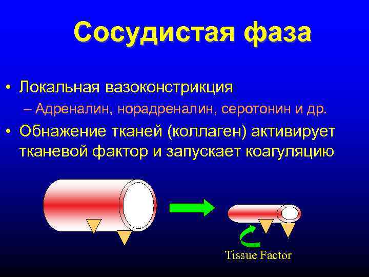 Сосудистая фаза • Локальная вазоконстрикция – Адреналин, норадреналин, серотонин и др. • Обнажение тканей
