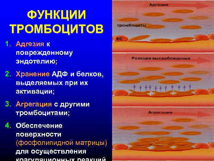 ФУНКЦИИ ТРОМБОЦИТОВ 1. Адгезия к поврежденному эндотелию; 2. Хранение АДФ и белков, выделяемых при