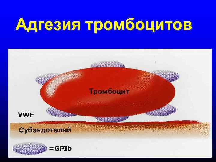 Адгезия тромбоцитов 