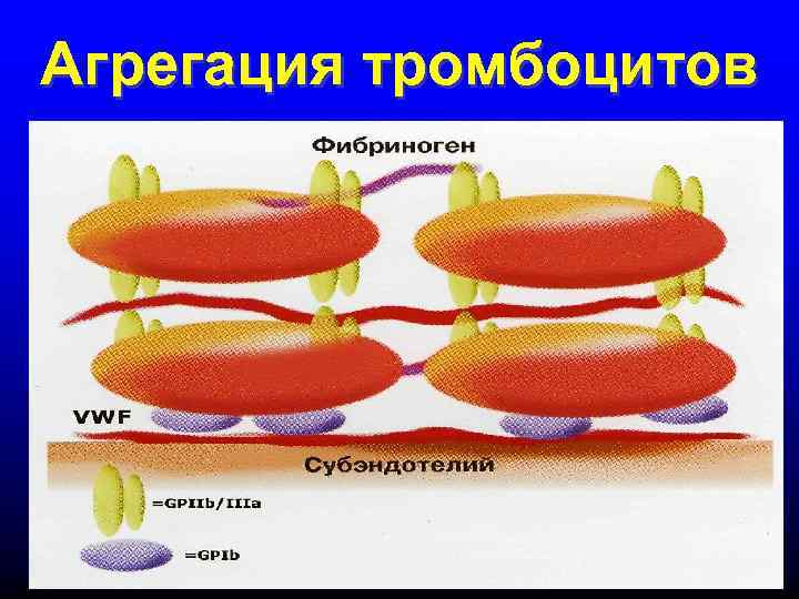 Агрегация тромбоцитов 