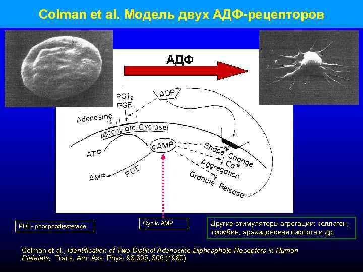 Colman et al. Модель двух АДФ-рецепторов AДФ PDE- phosphodiesterase Cyclic AMP Другие стимуляторы агрегации: