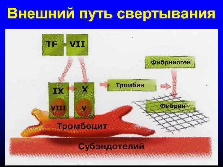 Внешний путь свертывания 