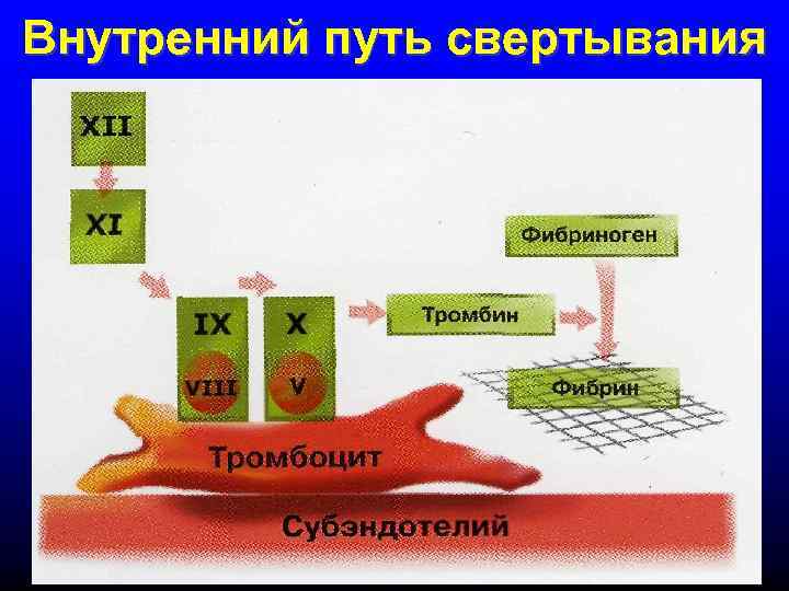 Внутренний путь свертывания 