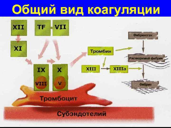 Общий вид коагуляции 