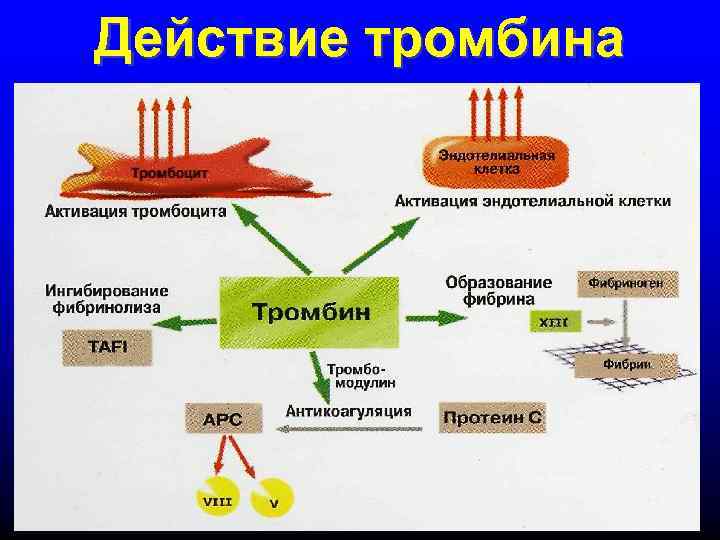 Действие тромбина 