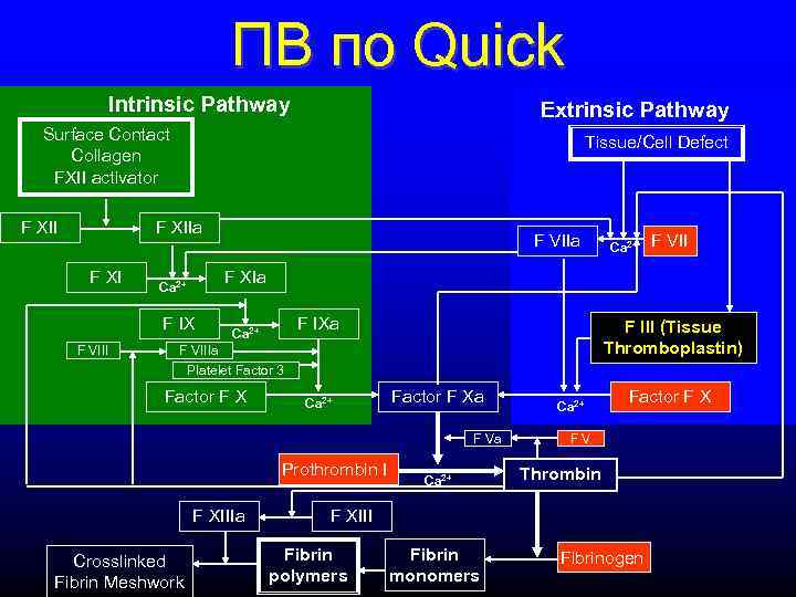 ПВ по Quick Intrinsic Pathway Extrinsic Pathway Surface Contact Collagen FXII activator F XII
