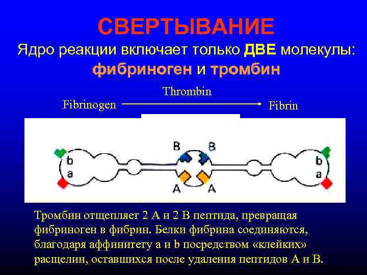 СВЕРТЫВАНИЕ Ядро реакции включает только ДВЕ молекулы: фибриноген и тромбин Fibrinogen Thrombin Fibrin Тромбин