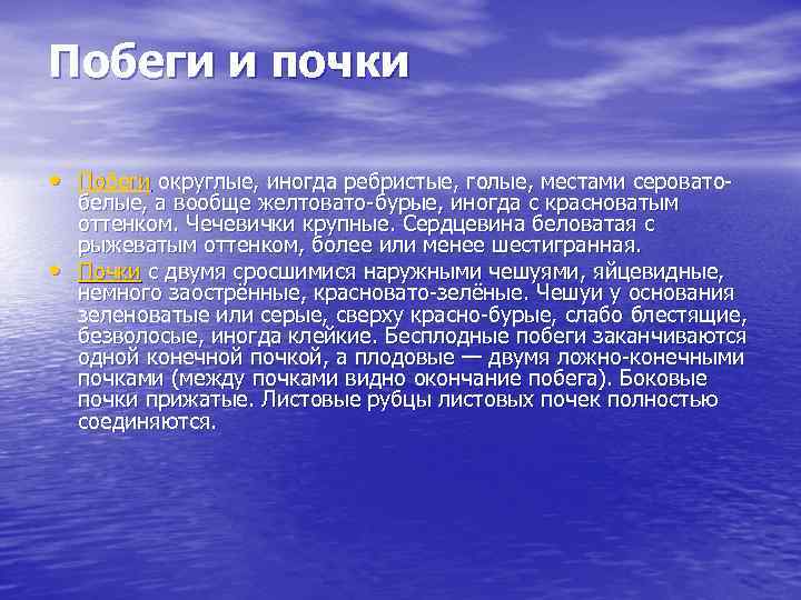 Побеги и почки • Побеги округлые, иногда ребристые, голые, местами серовато • белые, а