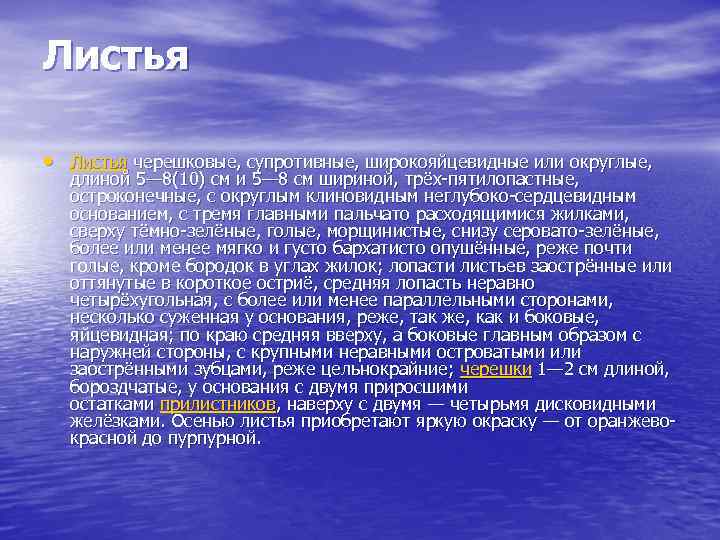 Листья • Листья черешковые, супротивные, широкояйцевидные или округлые, длиной 5— 8(10) см и 5—