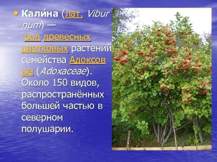  • Кали на (лат. Vibur num) — род древесных цветковых растений семейства Адоксов