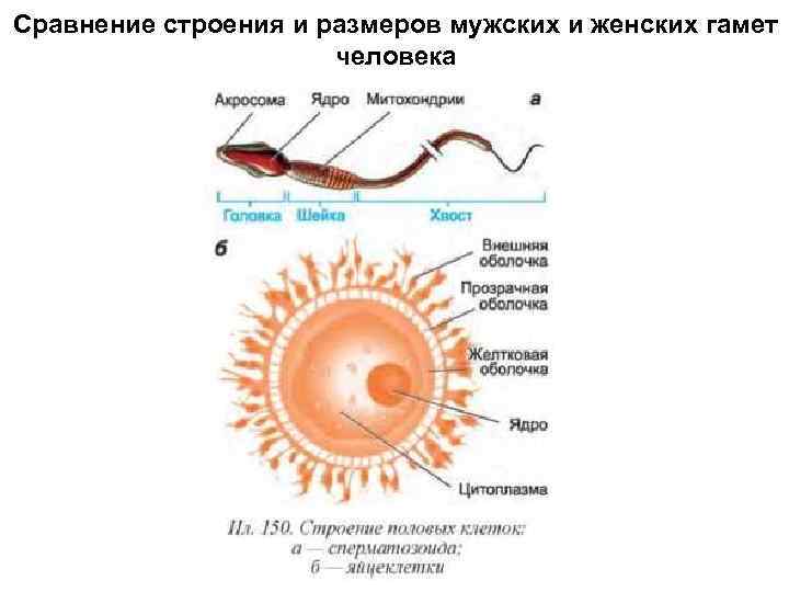 Сравнение строения и размеров мужских и женских гамет человека 