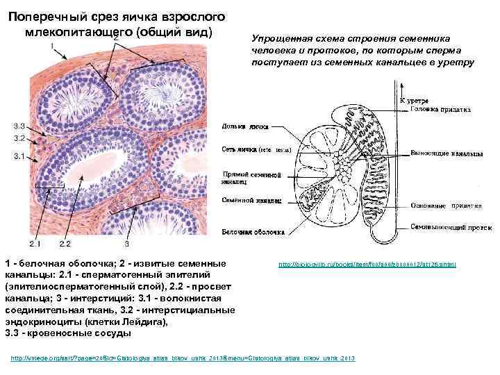 Строение белочной оболочки яйца