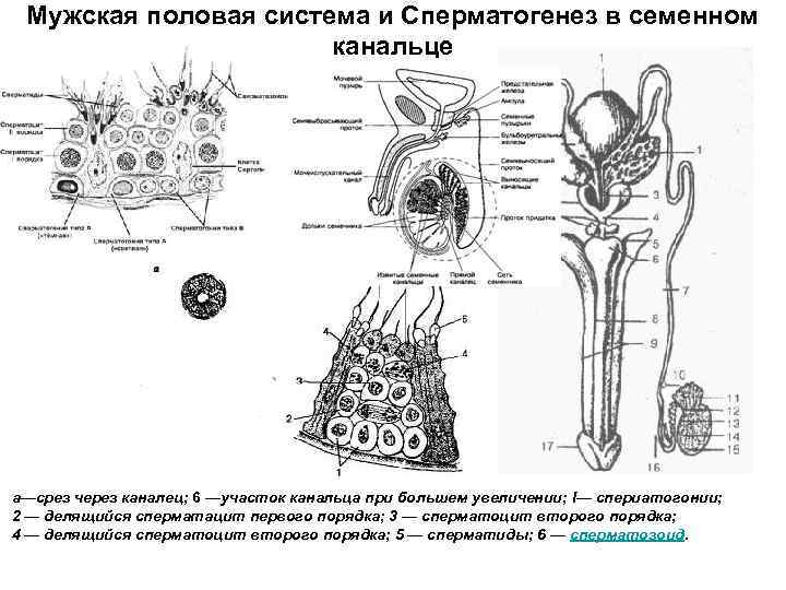 Мужская половая система картинка