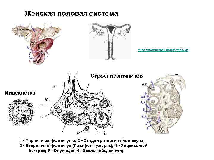 Женская половая система картинка