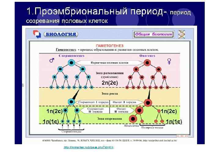 Презентация гаметогенез 10 класс профиль