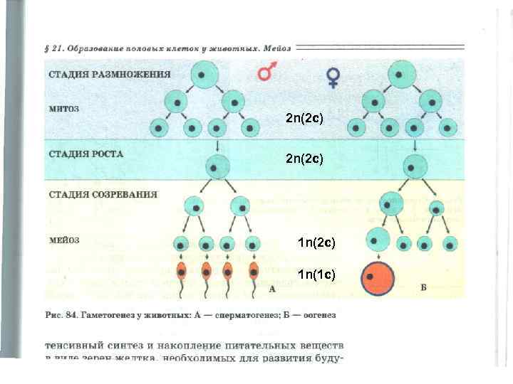 Процесс слияния двух гамет это