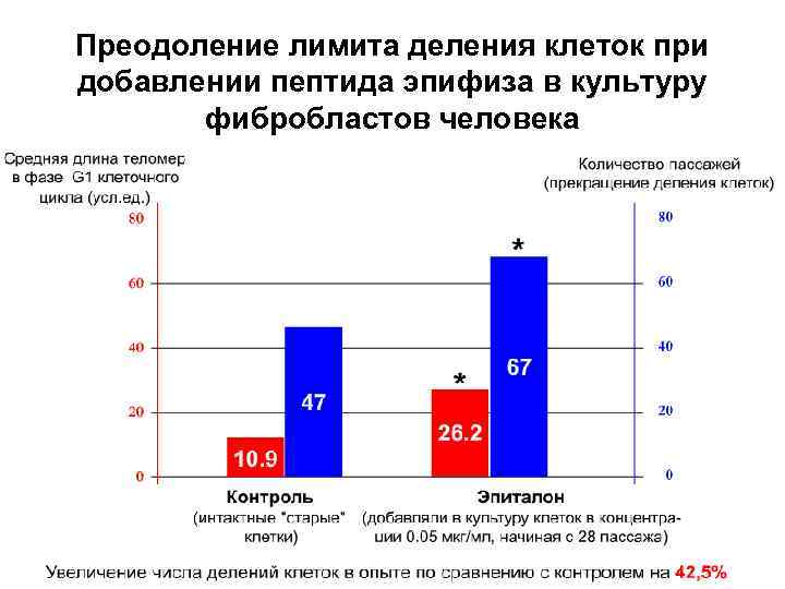 Преодоление лимита деления клеток при добавлении пептида эпифиза в культуру фибробластов человека 
