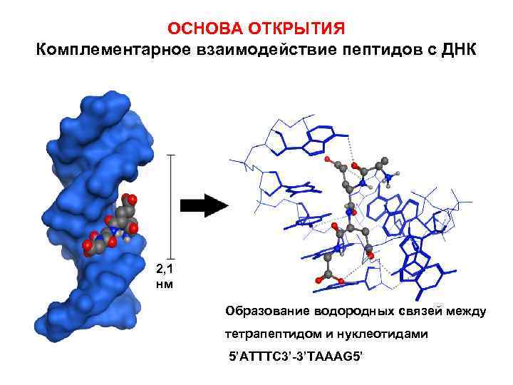 ОСНОВА ОТКРЫТИЯ Комплементарное взаимодействие пептидов с ДНК 2, 1 нм Образование водородных связей между