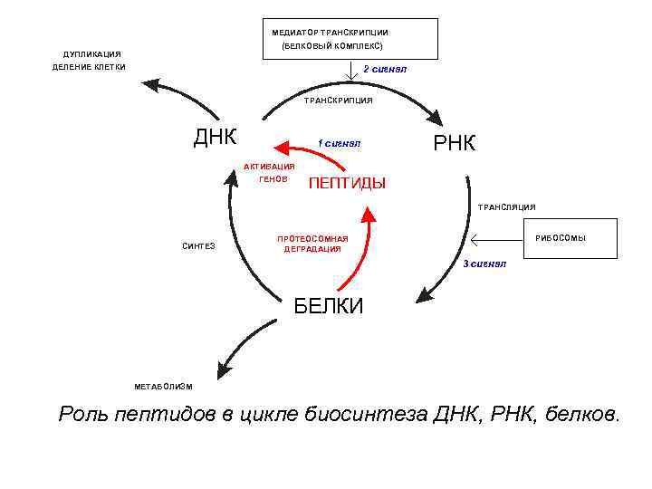 МЕДИАТОР ТРАНСКРИПЦИИ (БЕЛКОВЫЙ КОМПЛЕКС) ДУПЛИКАЦИЯ ДЕЛЕНИЕ КЛЕТКИ 2 сигнал ТРАНСКРИПЦИЯ ДНК 1 сигнал РНК