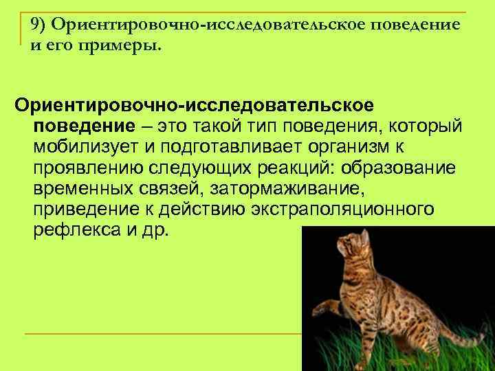 Определите типы поведения. Ориентировочно-исследовательская реакция. Ориентировочно исследовательское поведение. Ориентировочно исследовательское поведение у животных. Ориентационное поведение.