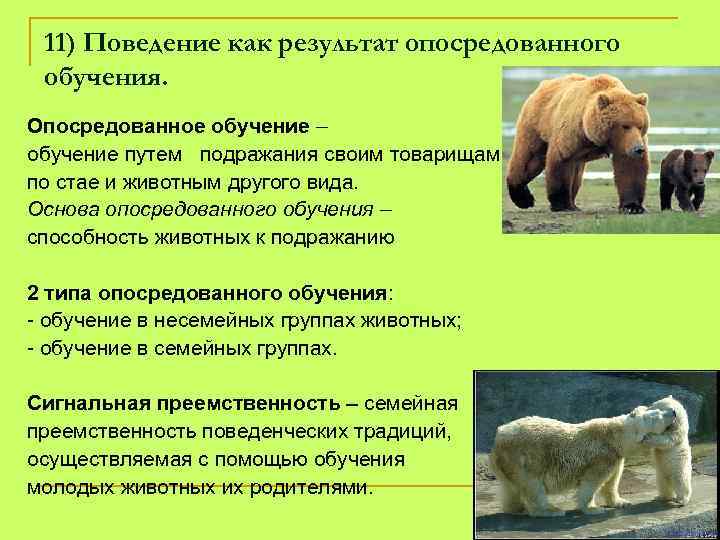 Пример какого вида поведения изображен на рисунке пищевое конкурентное репродуктивное общественное