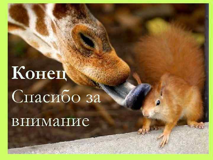 Конец Спасибо за внимание 