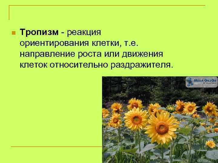 n Тропизм - реакция ориентирования клетки, т. е. направление роста или движения клеток относительно