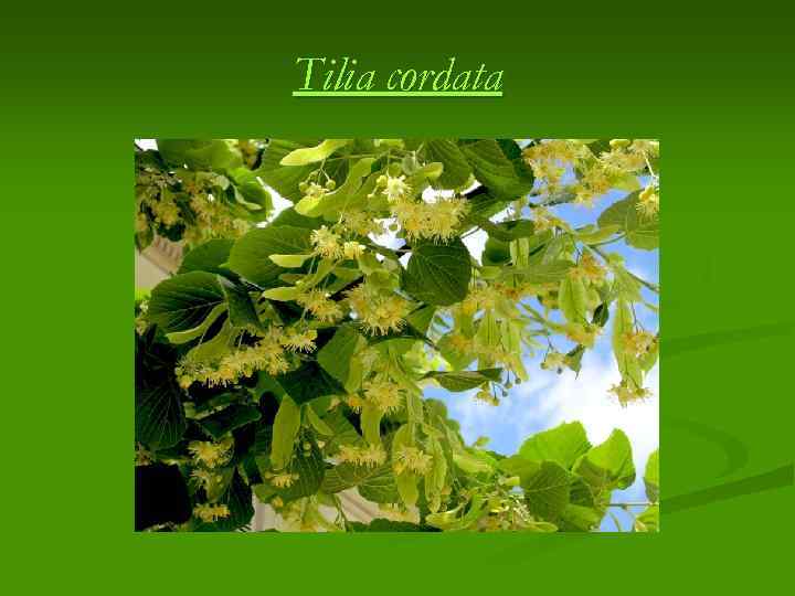 Tilia cordata 