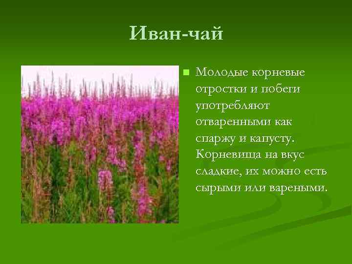 Иван-чай n Молодые корневые отростки и побеги употребляют отваренными как спаржу и капусту. Корневища