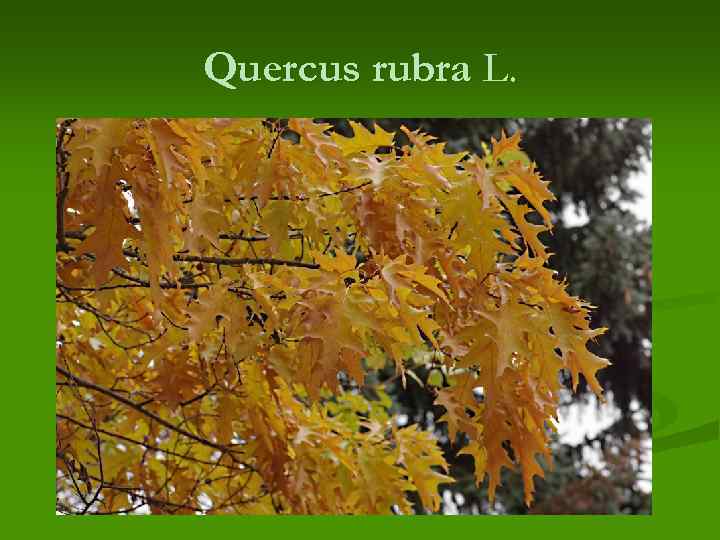 Quercus rubra L. n 