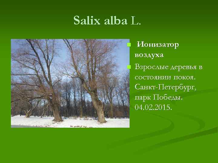 Salix alba L. n n Ионизатор воздуха Взрослые деревья в состоянии покоя. Санкт-Петербург, парк