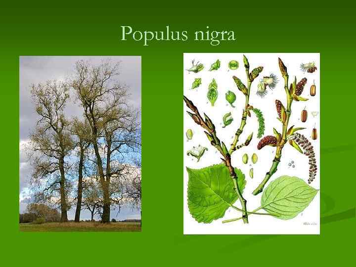 Populus nigra 