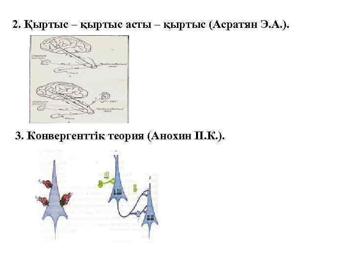 2. Қыртыс – қыртыс асты – қыртыс (Асратян Э. А. ). 3. Конвергенттік теория