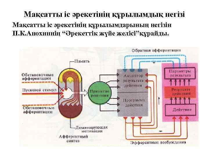 Мақсатты іс әрекетінің құрылымдық негізі Мақсатты іс әрекетінің құрылымдарының негізін П. К. Анохиннің “Әрекеттік