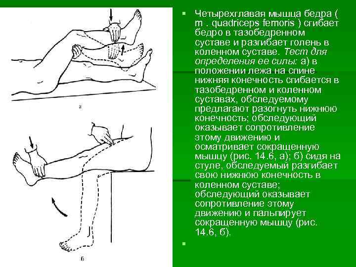 Мышцы разгибающие бедро в тазобедренном суставе