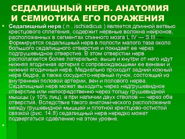 СЕДАЛИЩНЫЙ НЕРВ. АНАТОМИЯ И СЕМИОТИКА ЕГО ПОРАЖЕНИЯ § Седалищный нерв ( n. ischiadicus )