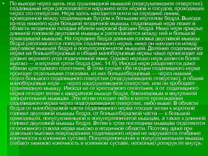 § По выходе через щель под грушевидной мышцей (подгрушевидное отверстие) седалищный нерв располагается наружнее
