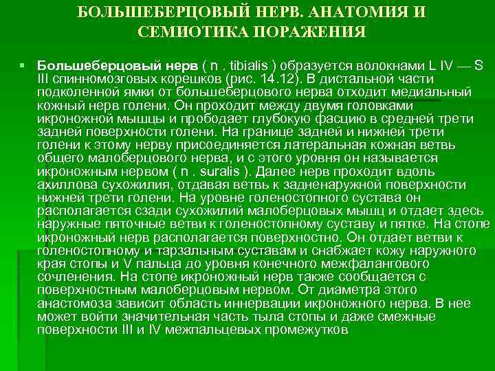 БОЛЬШЕБЕРЦОВЫЙ НЕРВ. АНАТОМИЯ И СЕМИОТИКА ПОРАЖЕНИЯ § Большеберцовый нерв ( n. tibialis ) образуется