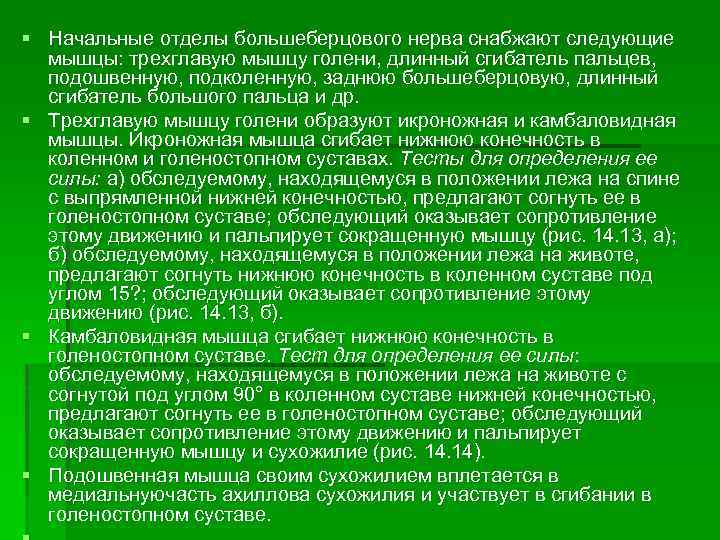 § Начальные отделы большеберцового нерва снабжают следующие мышцы: трехглавую мышцу голени, длинный сгибатель пальцев,