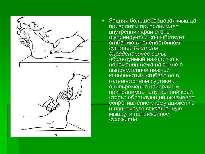 § Задняя большеберцовая мышца приводит и приподнимает внутренний край стопы (супинирует) и способствует сгибанию