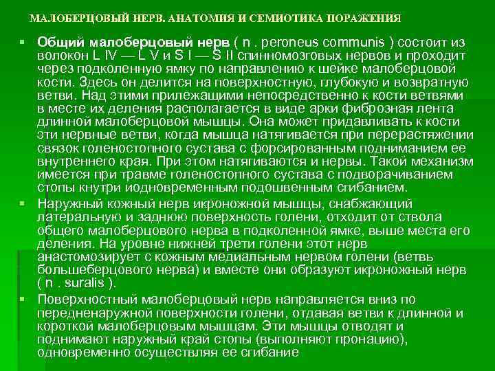 МАЛОБЕРЦОВЫЙ НЕРВ. АНАТОМИЯ И СЕМИОТИКА ПОРАЖЕНИЯ § Общий малоберцовый нерв ( n. peroneus communis