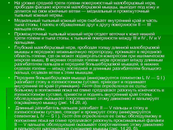 § На уровне средней трети голени поверхностный малоберцовый нерв, прободая фасцию короткой малоберцовой мышцы,