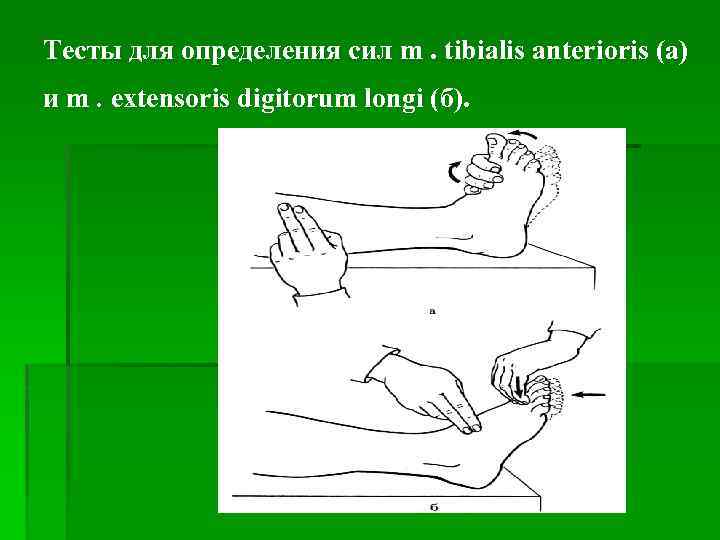 Тесты для определения сил m. tibialis anterioris (а) и m. extensoris digitorum longi (б).