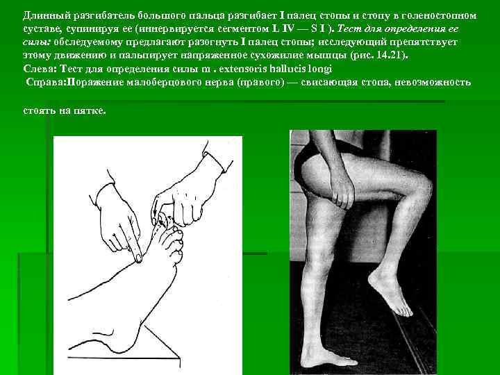 Длинный разгибатель большого пальца разгибает I палец стопы и стопу в голеностопном суставе, супинируя