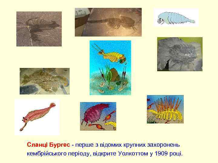 Сланці Бургес - перше з відомих крупних захоронень кембрійського періоду, відкрите Уолкоттом у 1909