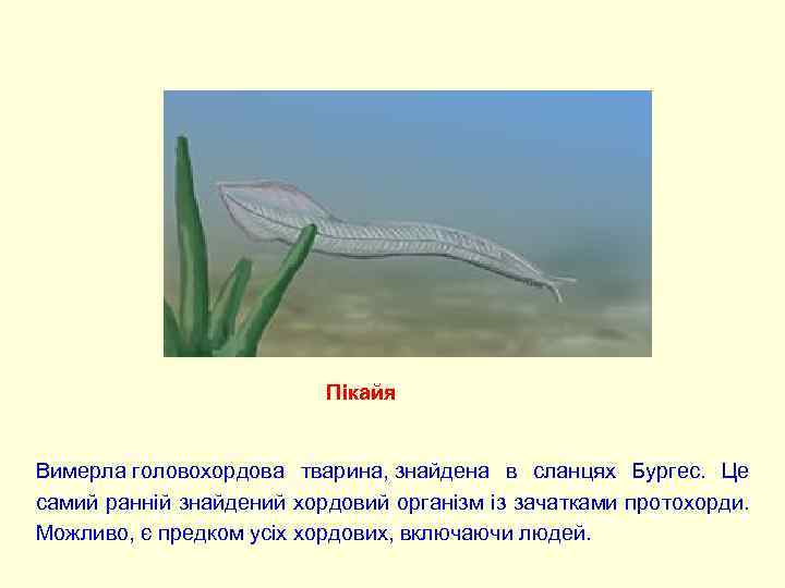Пікайя Вимерла головохордова тварина, знайдена в сланцях Бургес. Це самий ранній знайдений хордовий організм