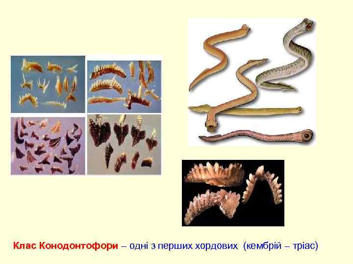 Клас Конодонтофори – одні з перших хордових (кембрій – тріас) 