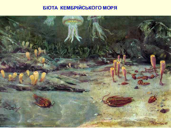 БІОТА КЕМБРІЙСЬКОГО МОРЯ 